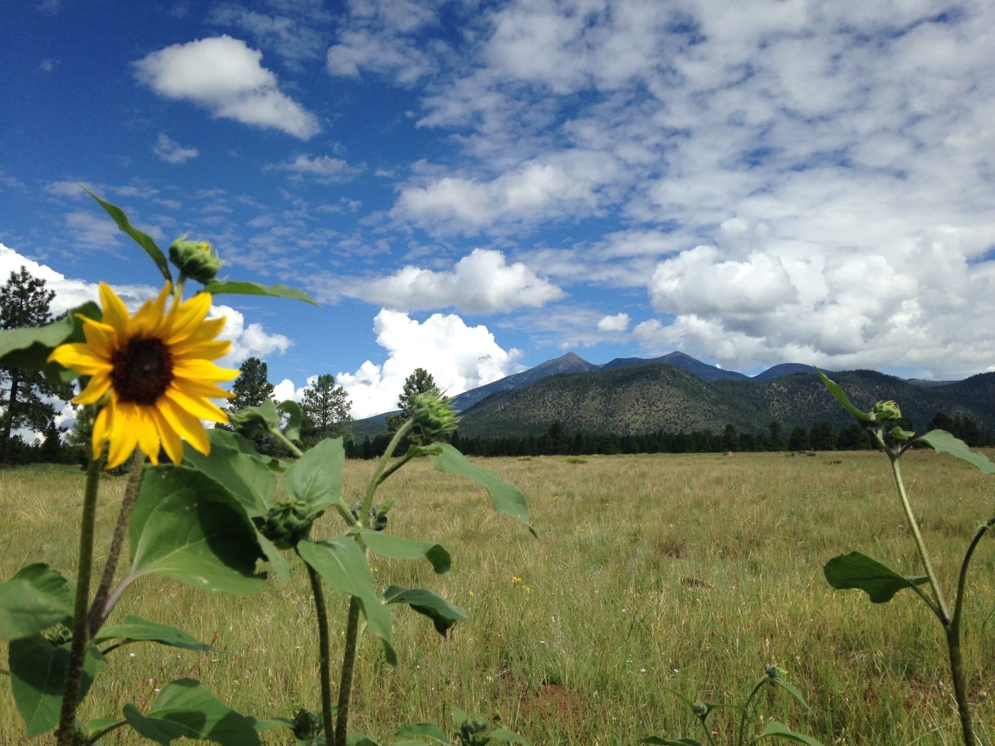 Buffalo Park, Flagstaff