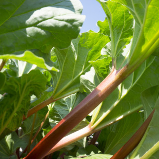 rhubarb