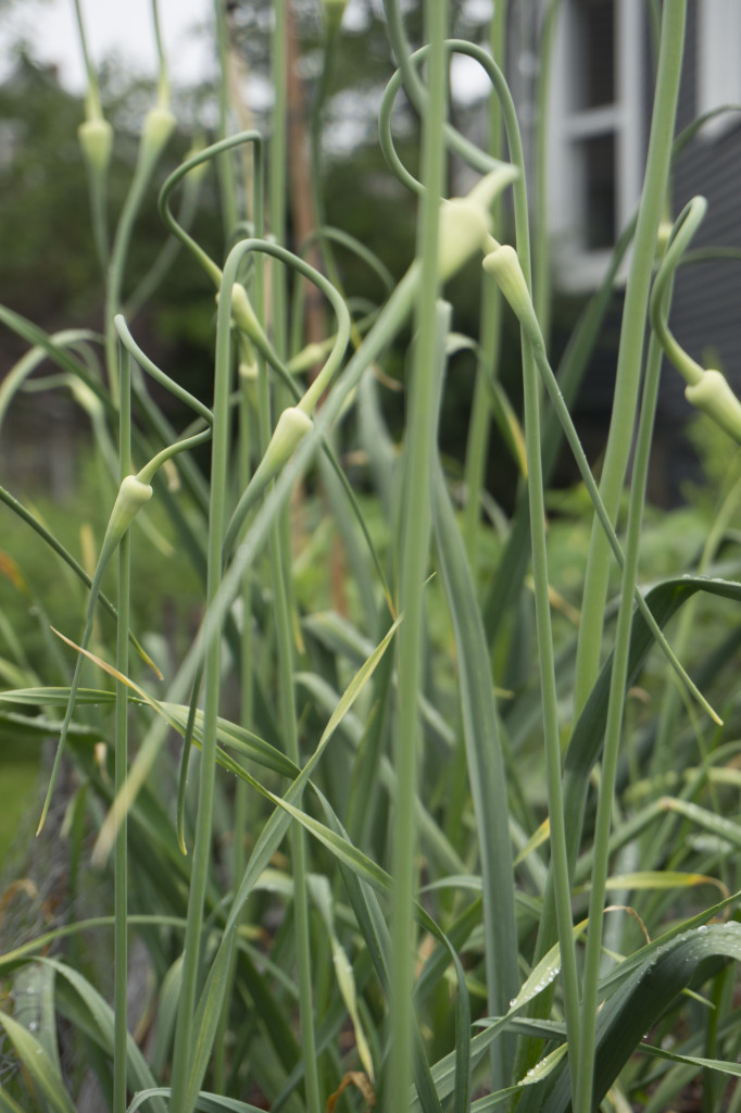 Garlic Scapes on plant