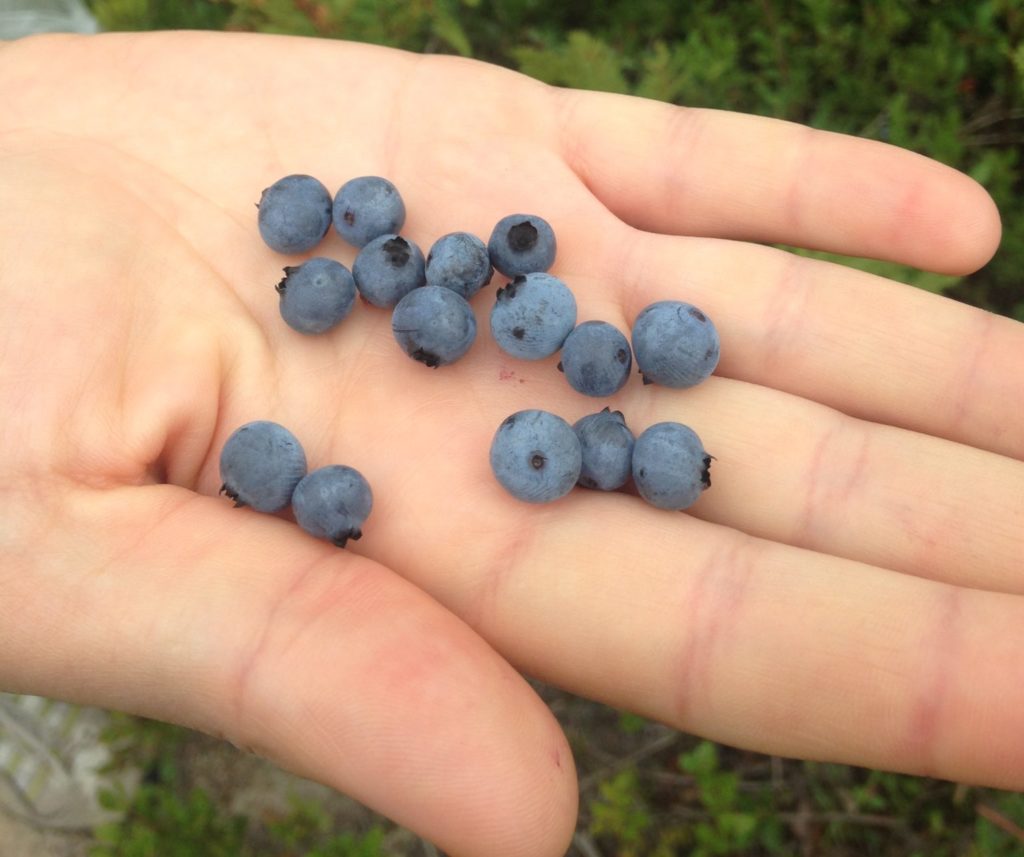 wild blueberries in my hand