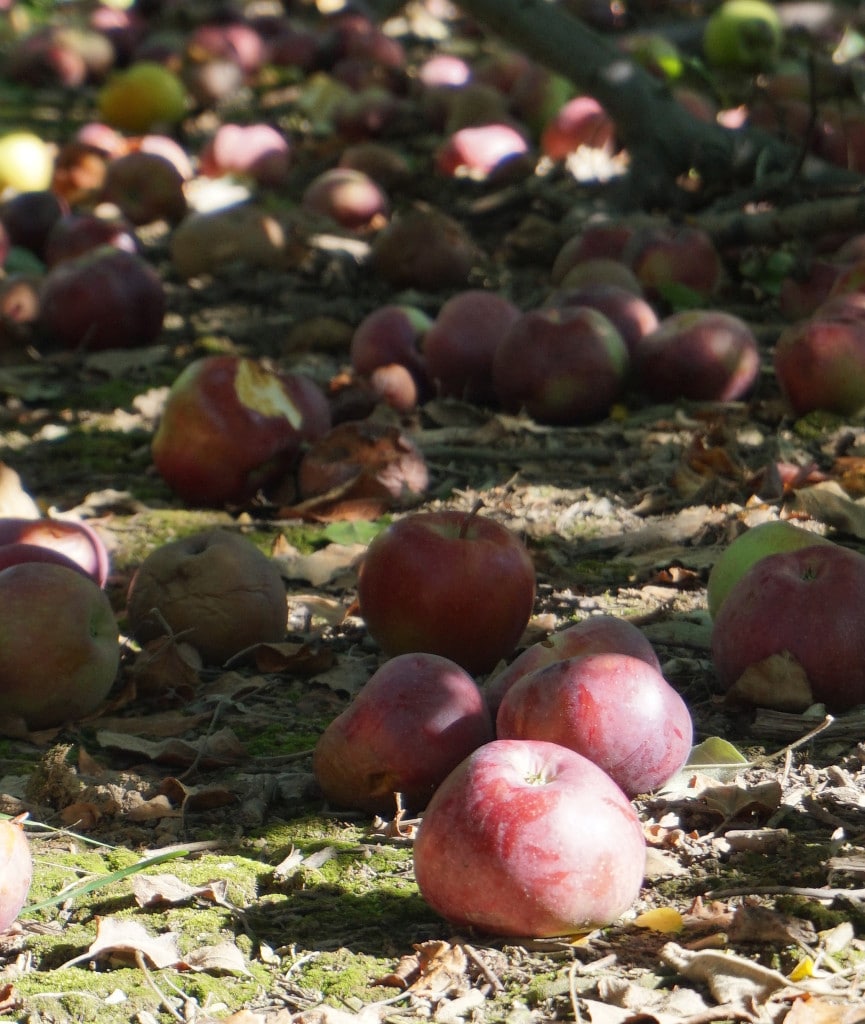 Apples on the Ground