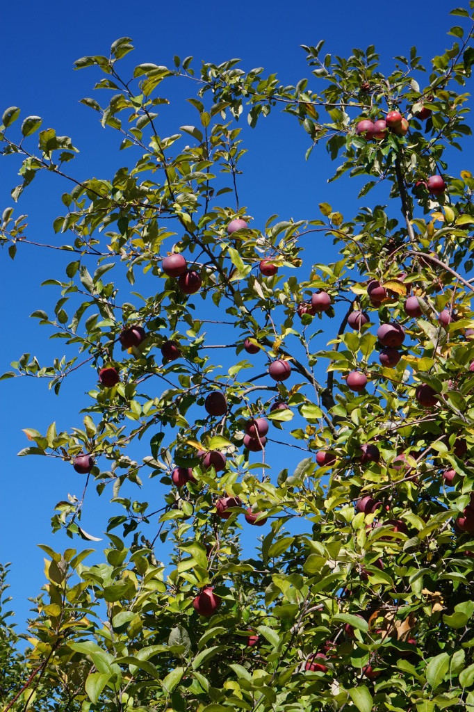 Fall Apple Picking - Hudson Valley