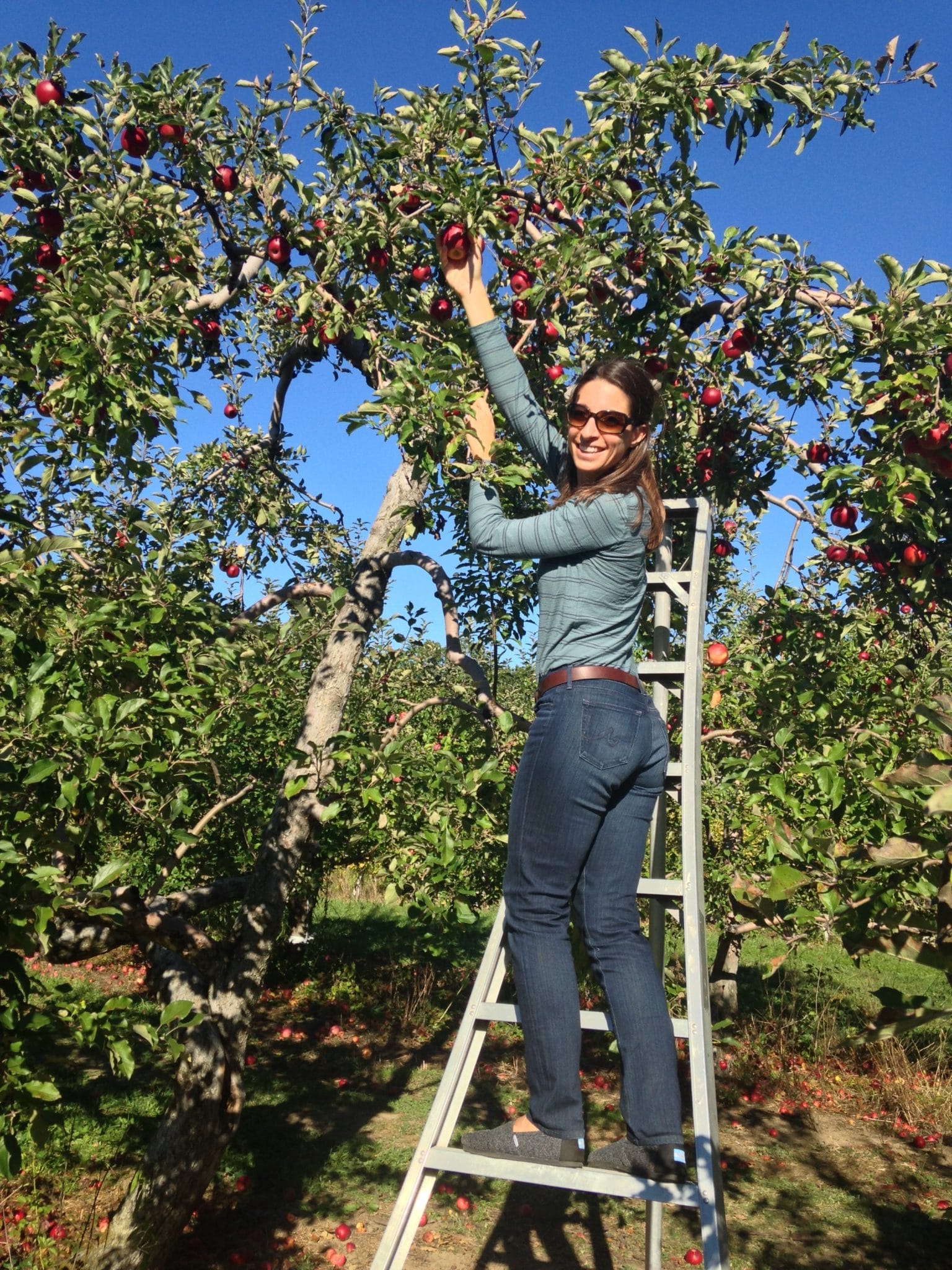 picking apples in upstate new york