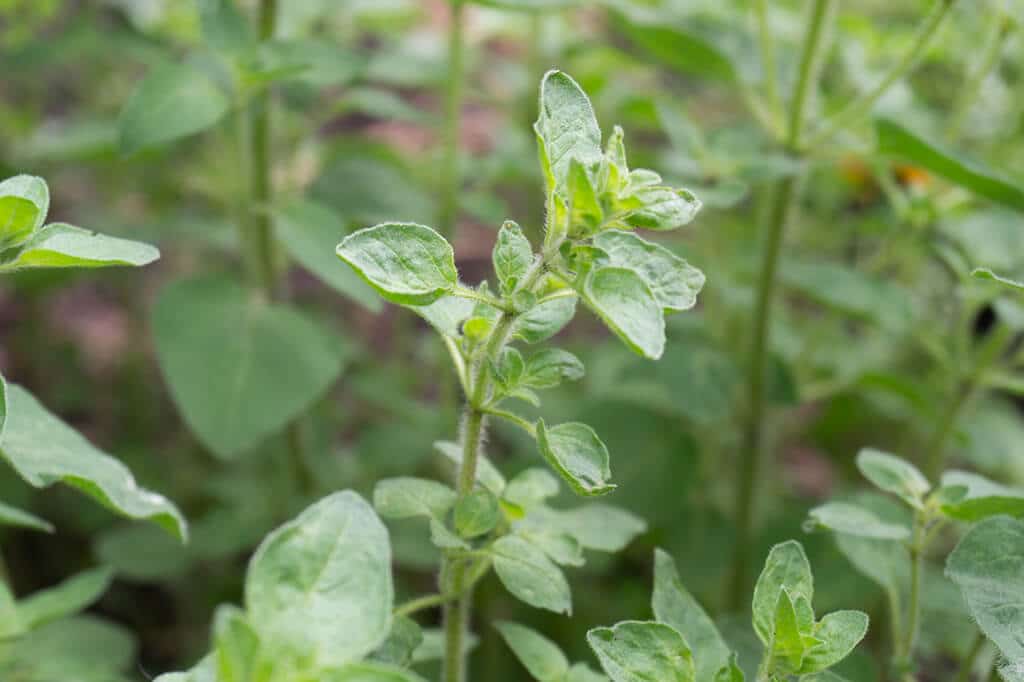 Oregano plant