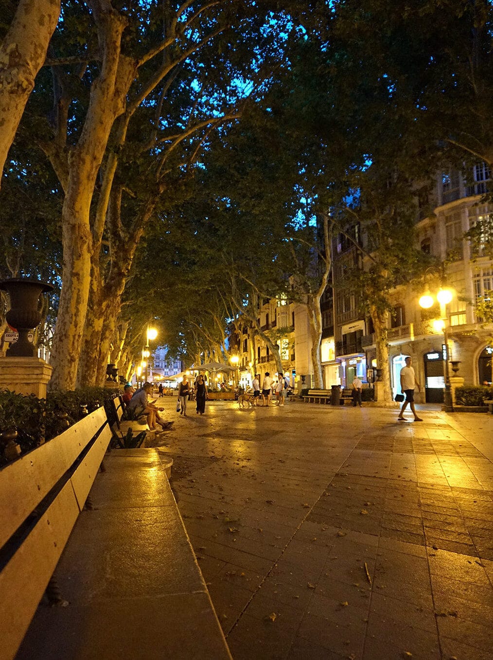 Palma at Night