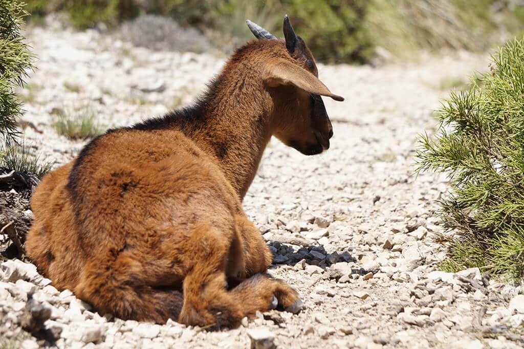 baby mountain goat