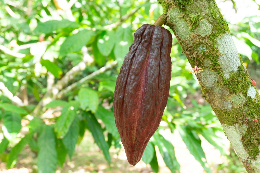 Cacao bean