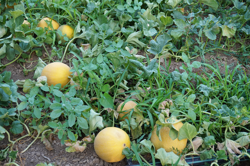 lemon trees